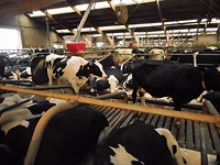 de stal van het landgoed Kaamps