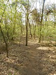 bossen in naar Orvelte