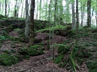 Het Heilige Bos van St. Franciscus