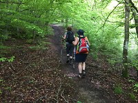 Het bos