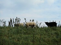 schapen op de dijk