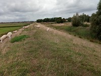 Grasdijk