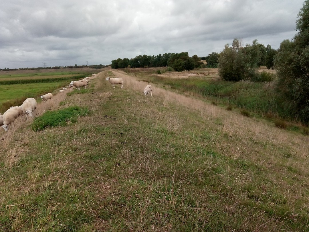 Grasdijk