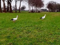 Ooievaars bij Plaggenweg
