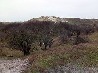 Duinen richting Petten