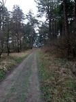 Bossen bij Bergen