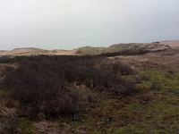 de duinen