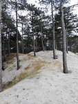 zand en bomen