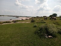 Kudde paarden