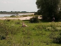 Veulen