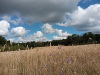 IMG_20200720_102755