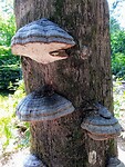 IMG_20200720_133504