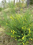 IMG_0607