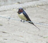 IMG_0619