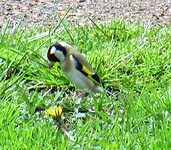 IMG_0954
