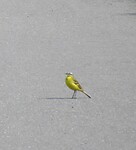 IMG_0970