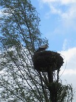 IMG_1001
