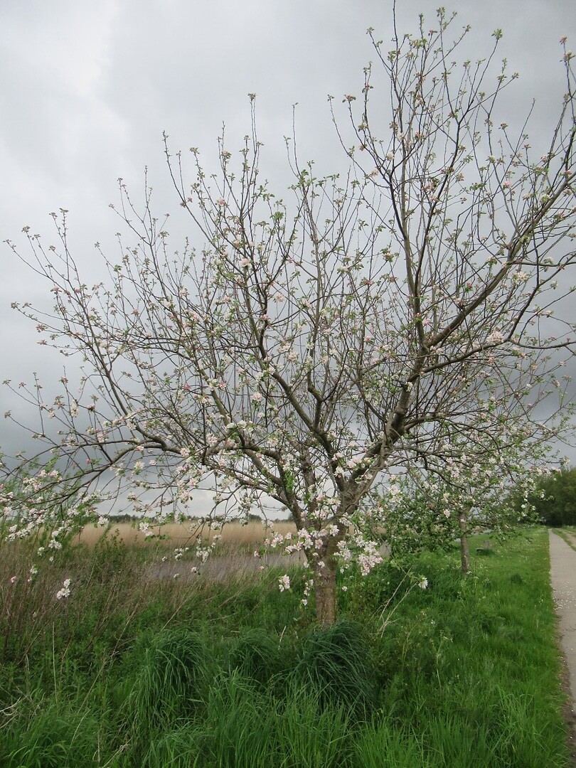IMG_1004