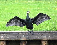 IMG_1035