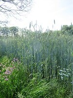 graanveld
