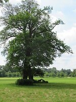 IMG_1042