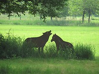 beeld in het veld