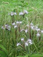 IMG_1049