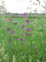 IMG_1050