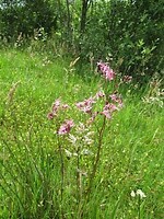 IMG_1061