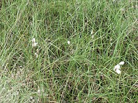wollegras