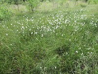 veld met Wollegras