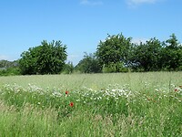 IMG_1127