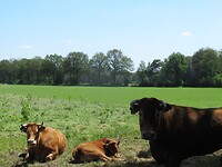 IMG_1132