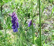 IMG_1134