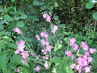 IMG_1135