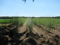 asperges