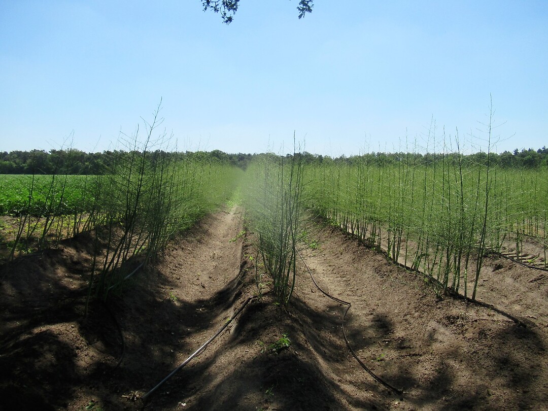 asperges