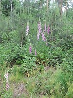 IMG_1073