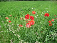 IMG_1085