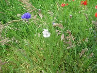 IMG_1086