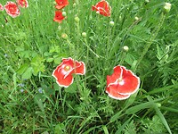 IMG_1087