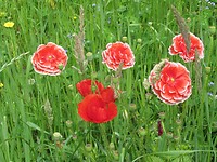 IMG_1088