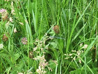 IMG_1093