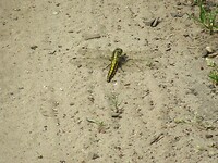 libelle