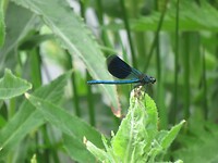 libelle