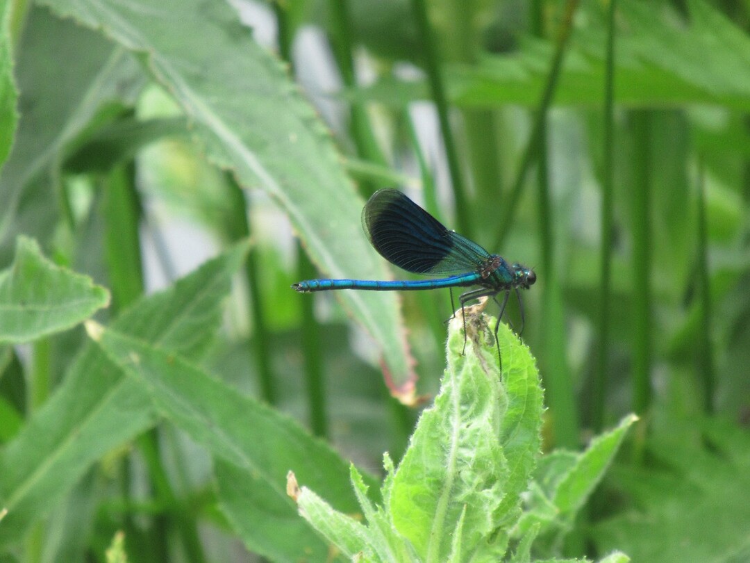 libelle