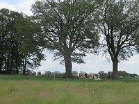 IMG_1108
