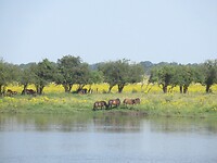 uiterwaarden