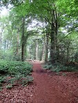 bossen