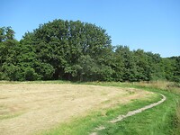bossen in